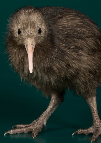 johnny the Kiwi