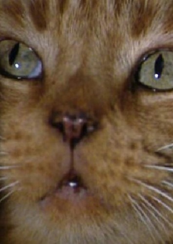 Jones the Cat