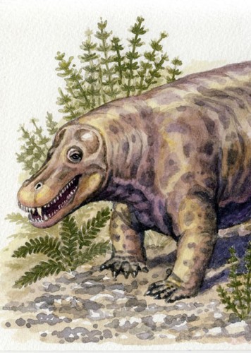 Jonkeria