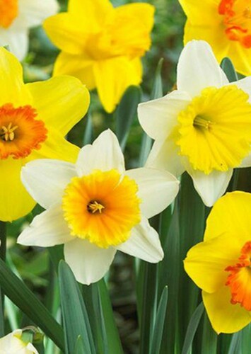 Jonquil