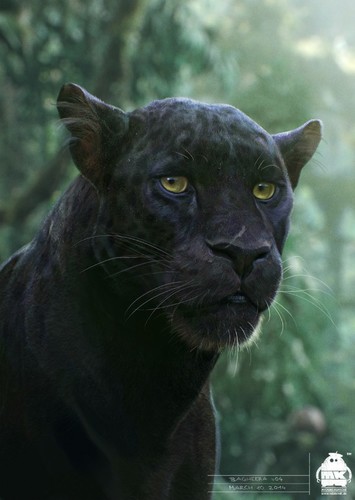 Kabura / Bagheera's Son