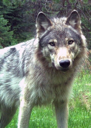Kai the gray wolf