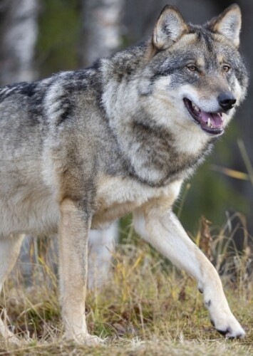 Kai The Gray Wolf
