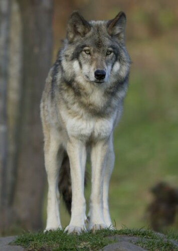 Kai The Gray Wolf