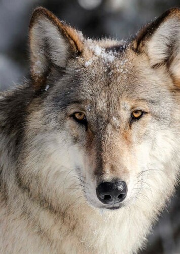 Kai The Gray Wolf