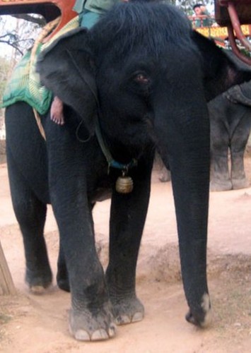 Kala-nag