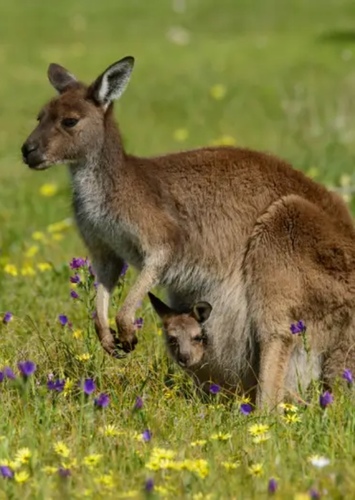 Kangaroo