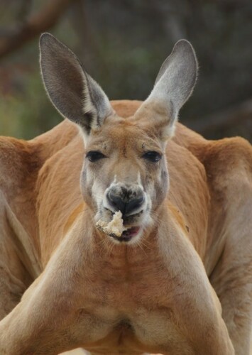 Kangaroo