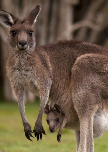 Kangaroo