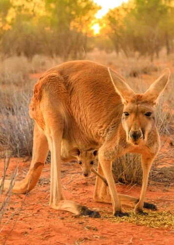Kangaroo