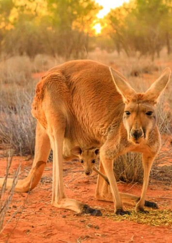 Kangaroo