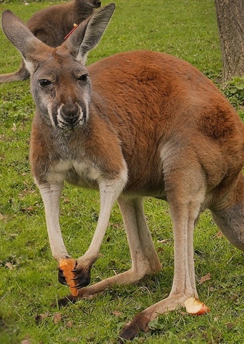Kangaroo