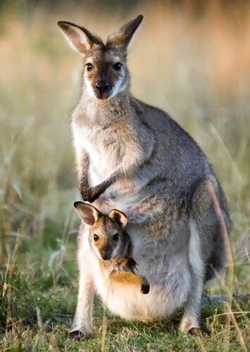 Kangaroo