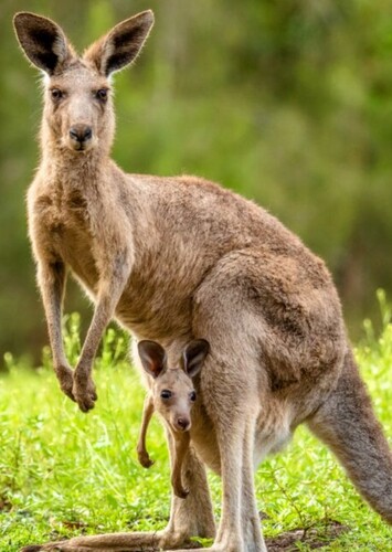 Kangaroo