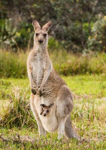 Kangaroo