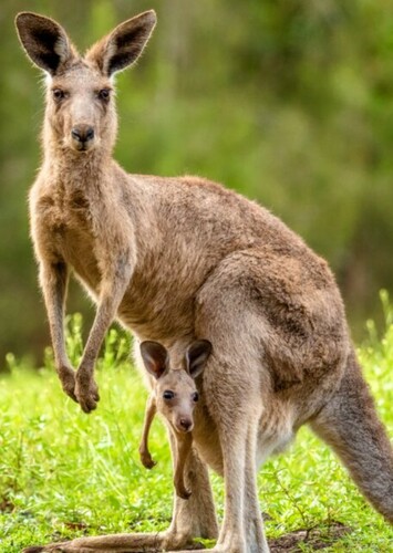 Kangaroo