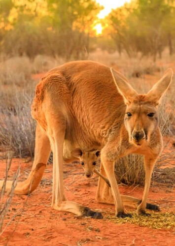 Kangaroo
