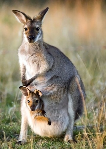 Kangaroo in Nat Geo Wild: This Wild Earth