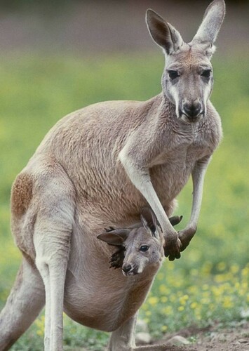 Kangaroo
