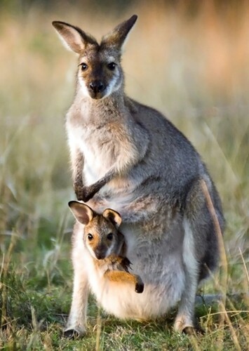 Kangaroo