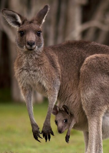 Kangaroo