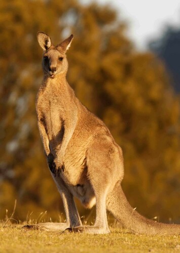 Kangaroo