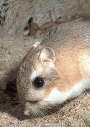 Kangaroo Rat