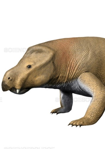 Kannemeyeria