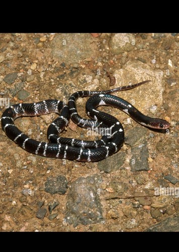 Karait