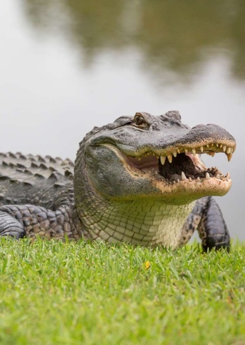 Karl the Alligator
