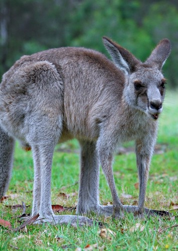 Kasey The Kangaroo