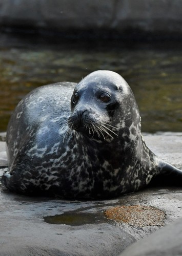 Kate The Harbor Seal