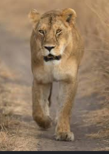 Katie (The Lioness)