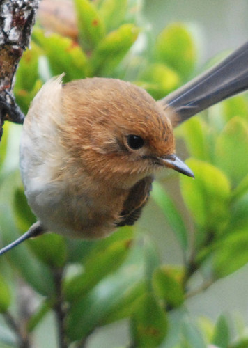 Kauaʻi ʻelepaio
