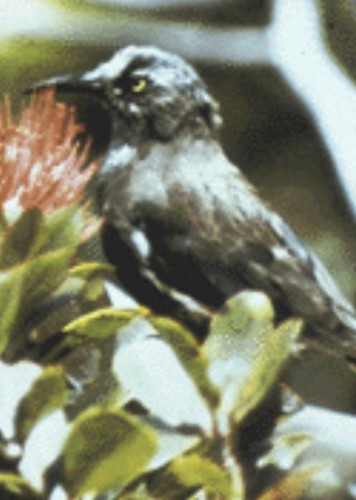 Kaua'i 'ō'ō
