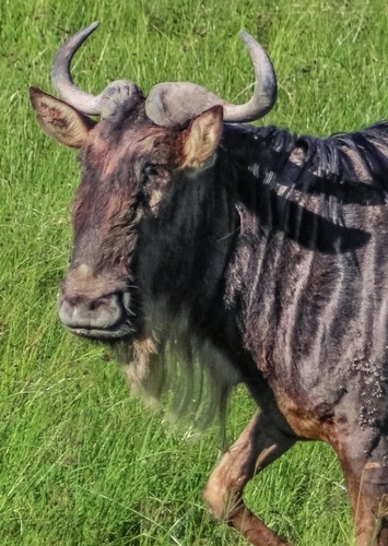 Kazar
