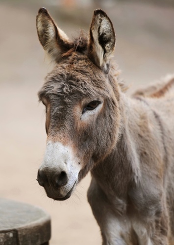 Ken the Donkey