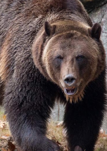 Kenai the Bear Fan Casting for Brother Bear (2024) | myCast - Fan