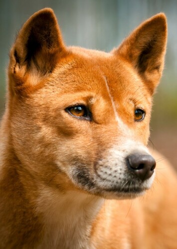 Khan The Dingo