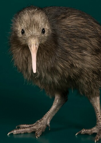 Kiki the Kiwi