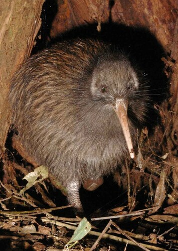 Kiki the Kiwi