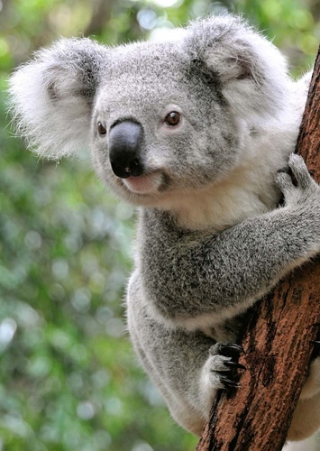 Kiki the Koala