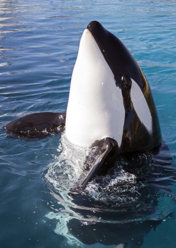 Killer Whale