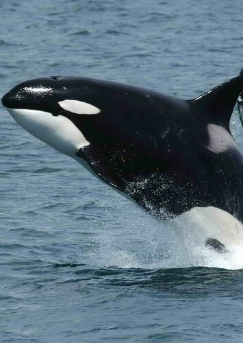 Killer Whale