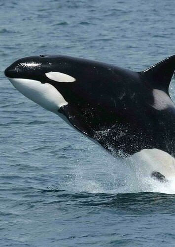 Killer Whale