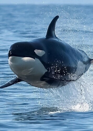 Killer Whale