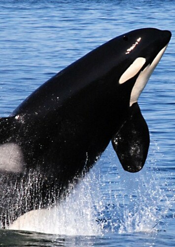 Killer Whale