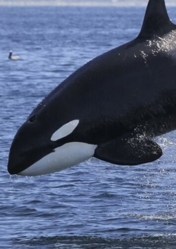 Killer Whale