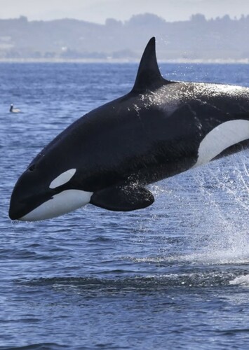 Killer Whale