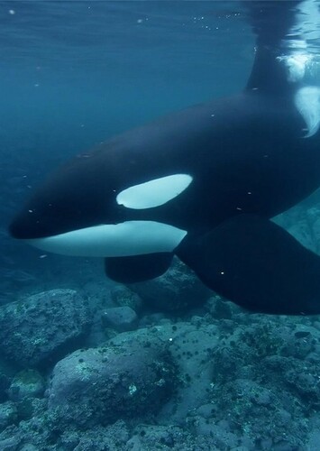 Killer Whale